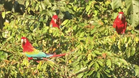 Blanquillo Macaw Lick in Manu