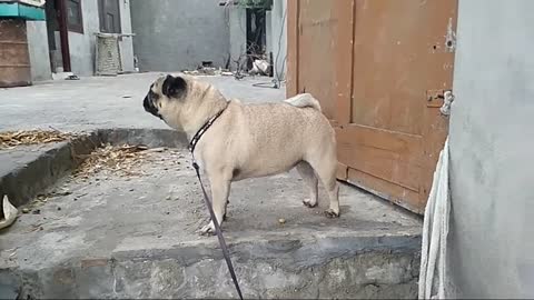 Pug dog barking and aggressive