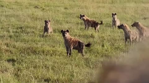 Lion vs a pack of hyenas