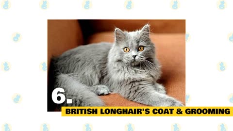 British Longhair Cats 101