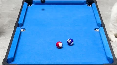 Cats playing pool #viral #asmr #trending #short #catshorts #pool