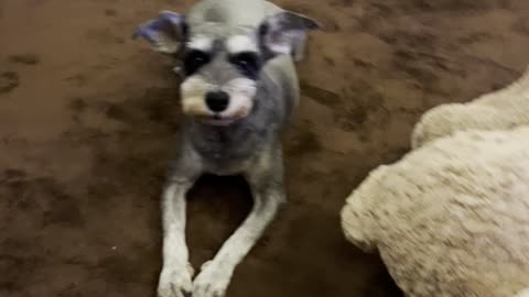 Mini schnauzer won’t smile