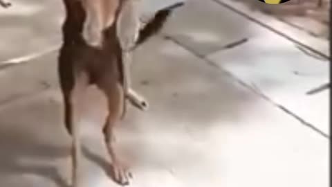 #Dog #funny #video