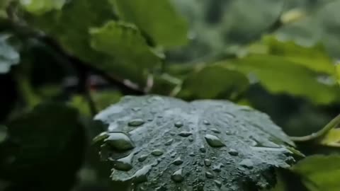 Barish 🌧️