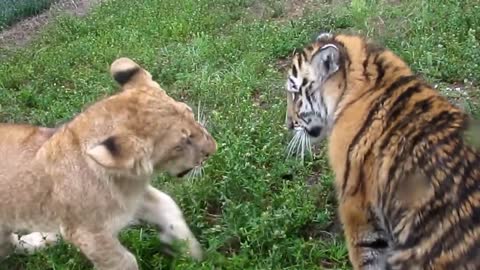 Baby Lion & Tiger playing