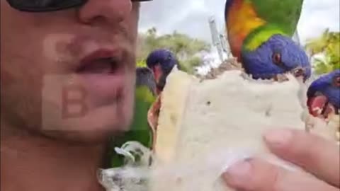 Rainbow birds steal Sandwich