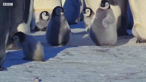 Baby Penguin Tries To Make Friends | Snow Chick: A Penguin's Tale | BBC Earth