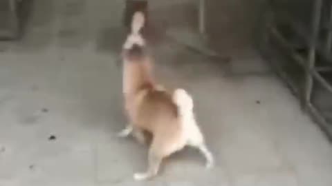 Funny dog and cat video 📷