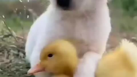 Cute little duckling and dog