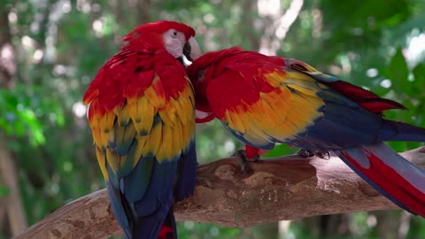 Parrot Bird Macaw Feathers Pet