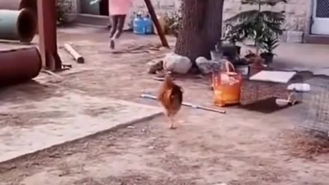 cock dog fight