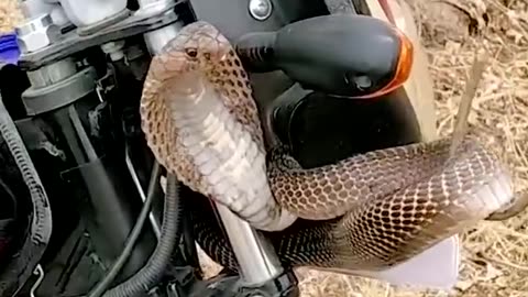 KIng cobra hiding in bike - very dangerous