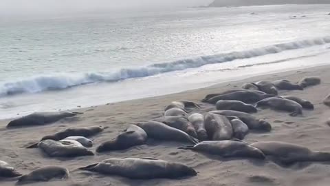 Wild seals don't fear human beings, sleep at ease and burp constantly.