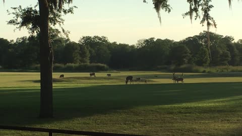 Deer Population in Texas