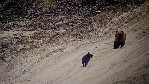 A Stray Dog and His Bear Friend Go on Adventure