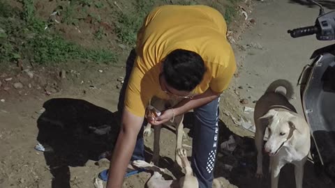 Help street dog, they also deserves love #trendingshorts #shortvideo #shorts #youtubeshorts