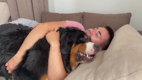 Bernese Mountain Dog Wakes Me Up!