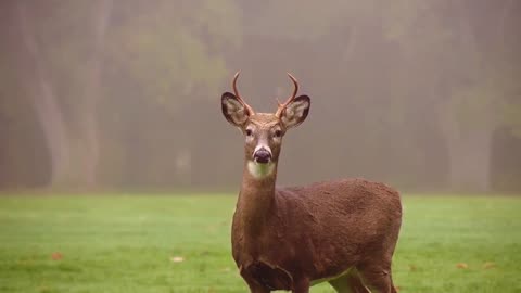 Cute deer reaction after seeing a tiger in green forest