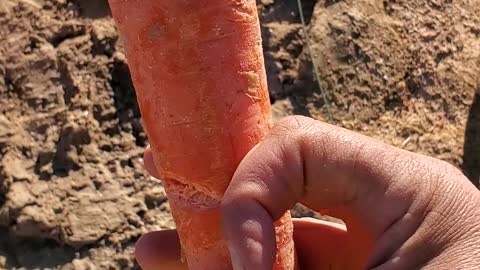 Giant carrot