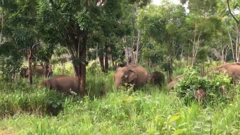 Sri Lanka Wild Elephant