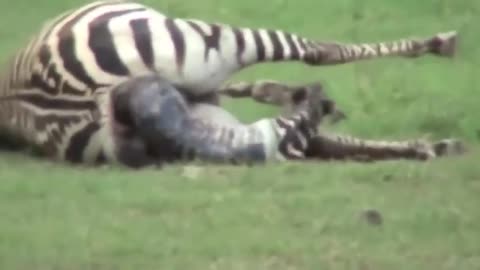 🦓🦁 Born Prey: Lion Tears Apart Hour-Old Zebra Foal 😢💔