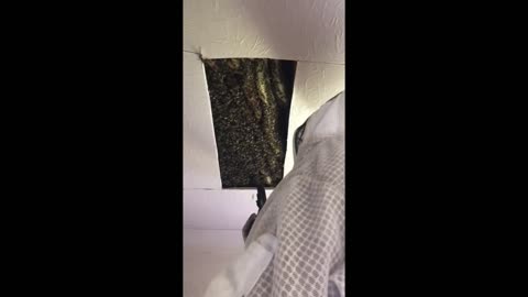 Ceiling bees cut out, removal and re home