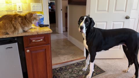 "A Cheerful Cat Shares Treats with Leisurely Great Danes"