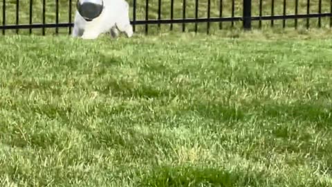 No Better Toy Than A Bowl