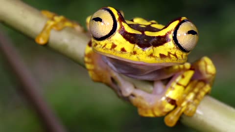 Poisonous Frog