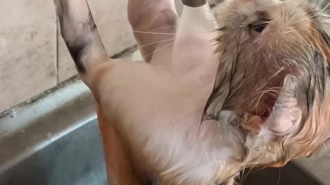 Cats bath themselves || viralhog