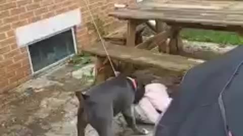 Dog Plays With Toy Tied To a Wall And Pulls It Hard Towards Them