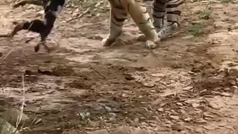 SHOCKING: Tiger Kills Dog and Carries it Away to Eat