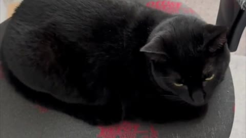 Adopting a Cat from a Shelter Vlog - Cute Precious Piper is My Black Velvet Kitty #shorts