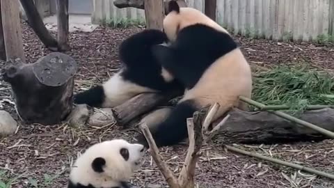 Happy Family of Pandas