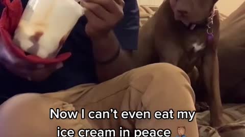 Dog Tries to Hide Desire for Ice Cream