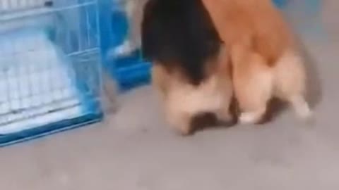 very funny dog video watch and try not to laugh