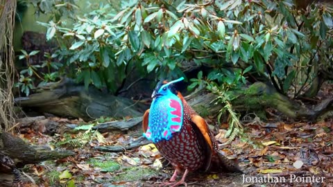 Temminck's tragopan Tragopan temminckii pheasant courtship display in full 60fps Jonathan Pointer