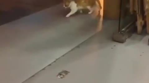 Smart cat fooled me | The cat is doing a training on the electric treadmill