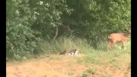 A Cute Cat Is Hunting In The Forest