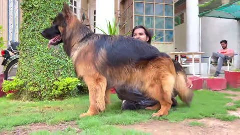 The world biggest grand champion german shepherd 2022 hsn-entertainment(720P-hd)