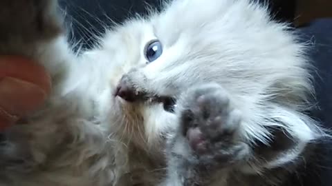 Kitten lying on person's lap