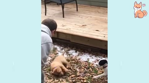 You will laugh at all the DOGS 🤣 Funny DOG Videos 😂🐶