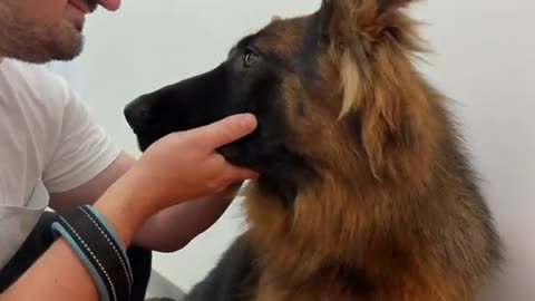 German Shepherd Puppy is Scared of Visiting the Vet