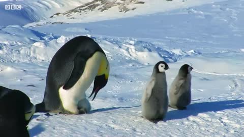 Baby Penguin Tries To Make Friends | Snow Chick: A Penguin's Tale | BBC Earth