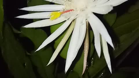 Epiphyllum