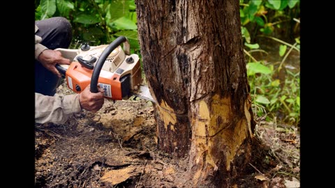 CT Tree Trimming