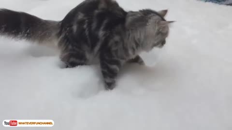 Funny Cats and Kittens Playing in the Snow