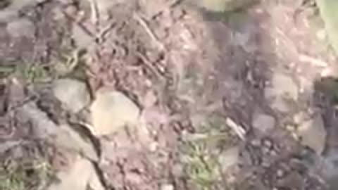 A squirrel gets attacked by a farret “MUST WATCH”