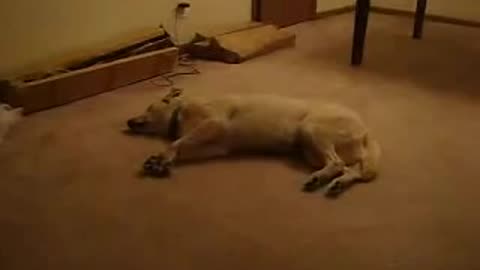 Dog sleep running (crazy part at the end)