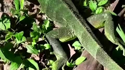 It's so cold in Florida, iguanas are falling from the trees